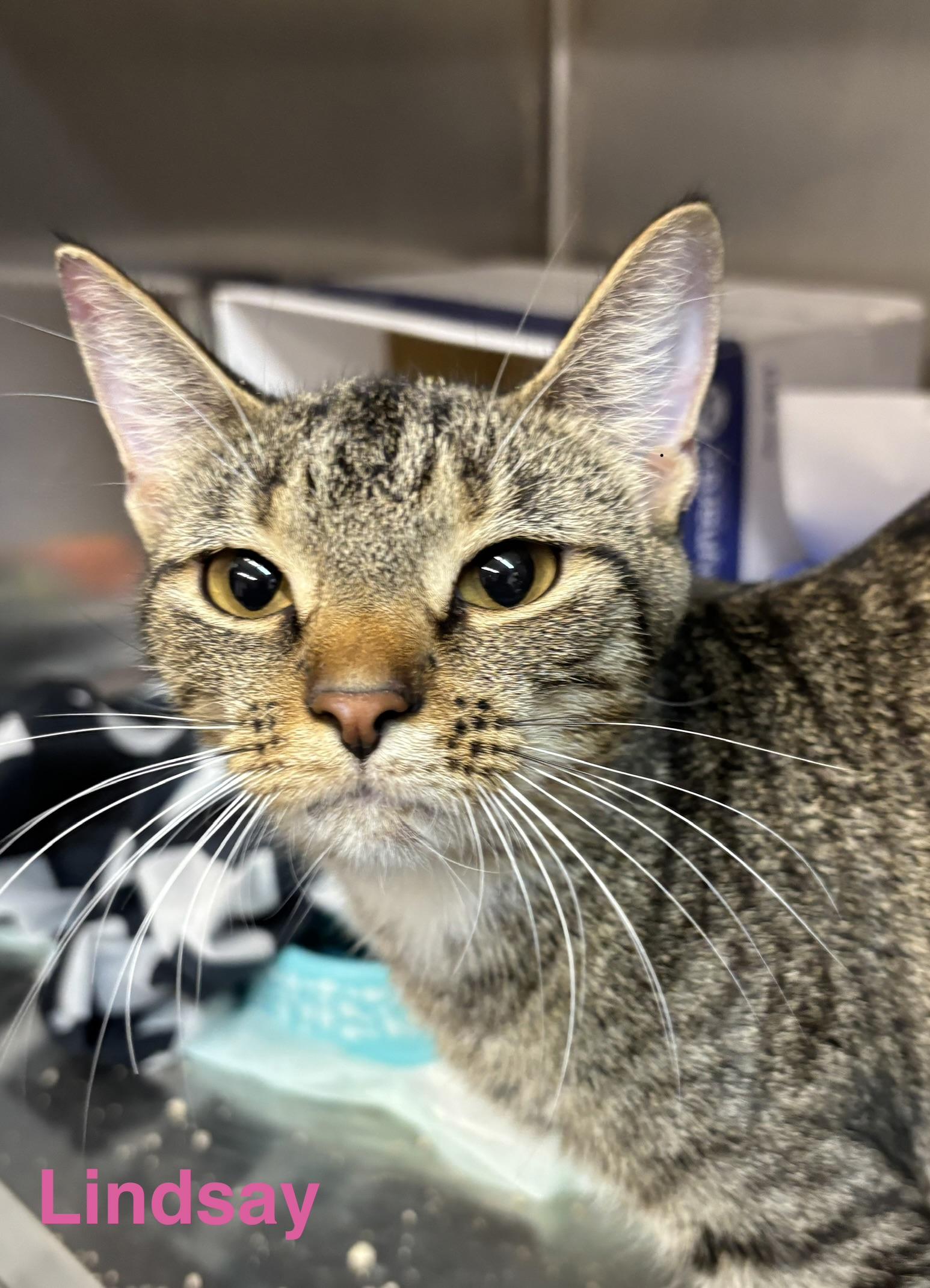 Lindsay, Adoptable, Adult Female Tabby.