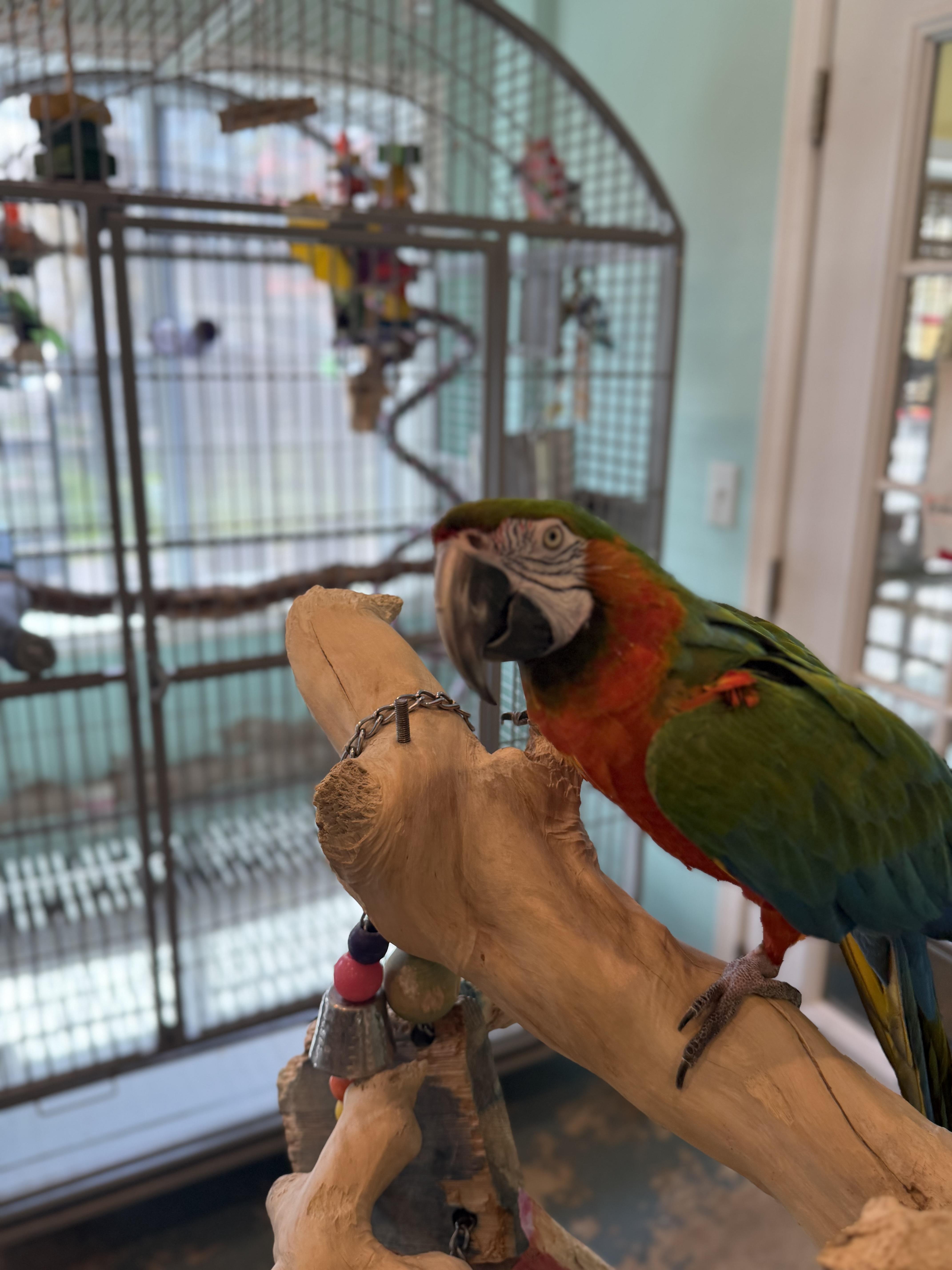 Enlarge Sammy, a ADOPTABLE Macaw in Blairstown, NJ image 2/3