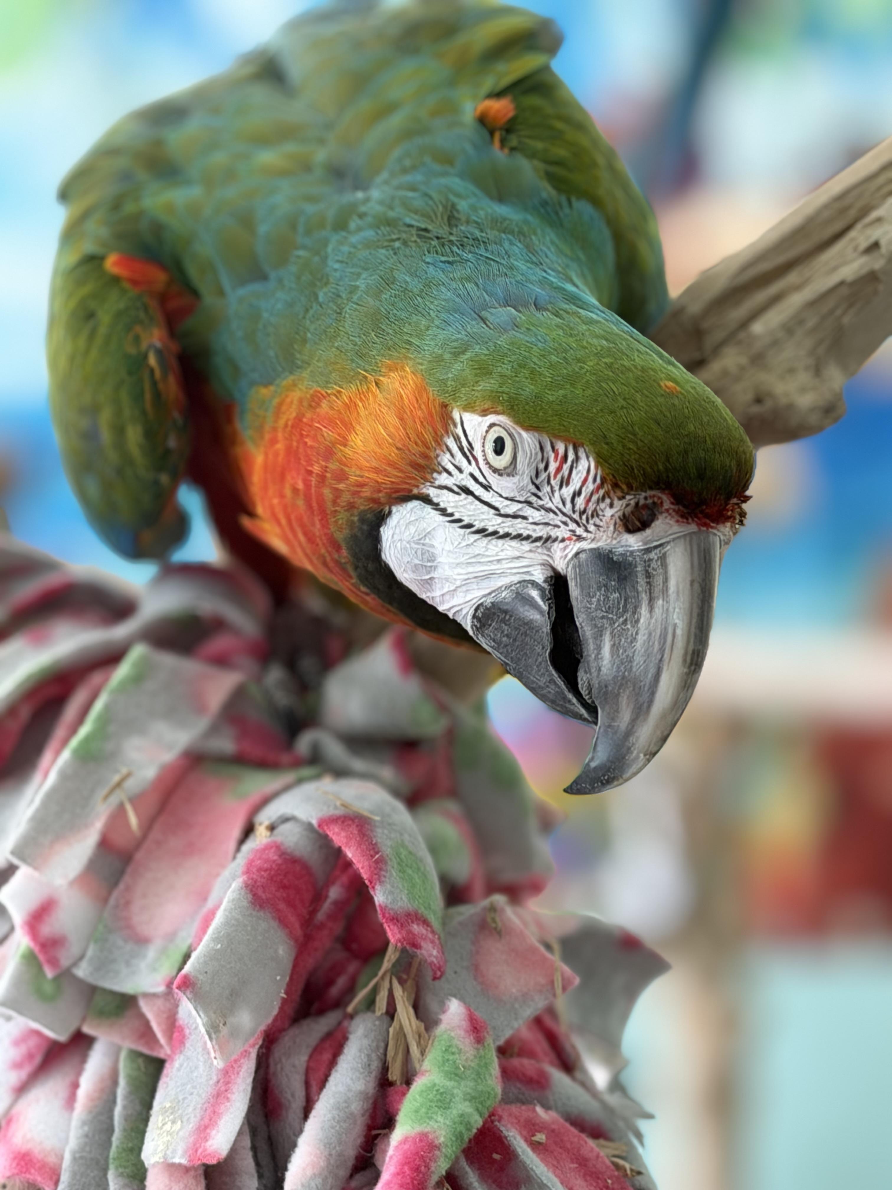 Enlarge Sammy, a ADOPTABLE Macaw in Blairstown, NJ image 3/3