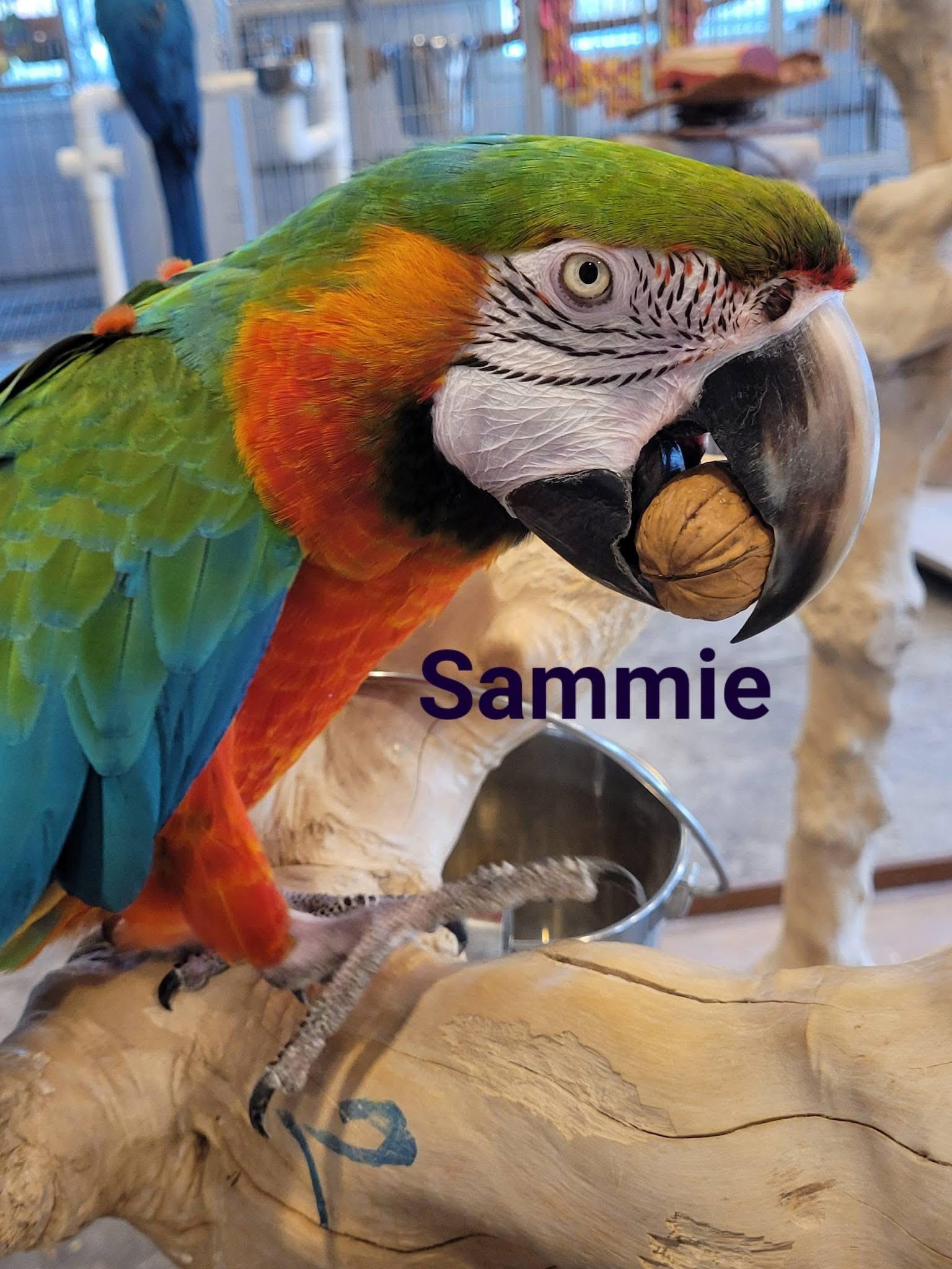 Sammy, ADOPTABLE, Adult Male Macaw.