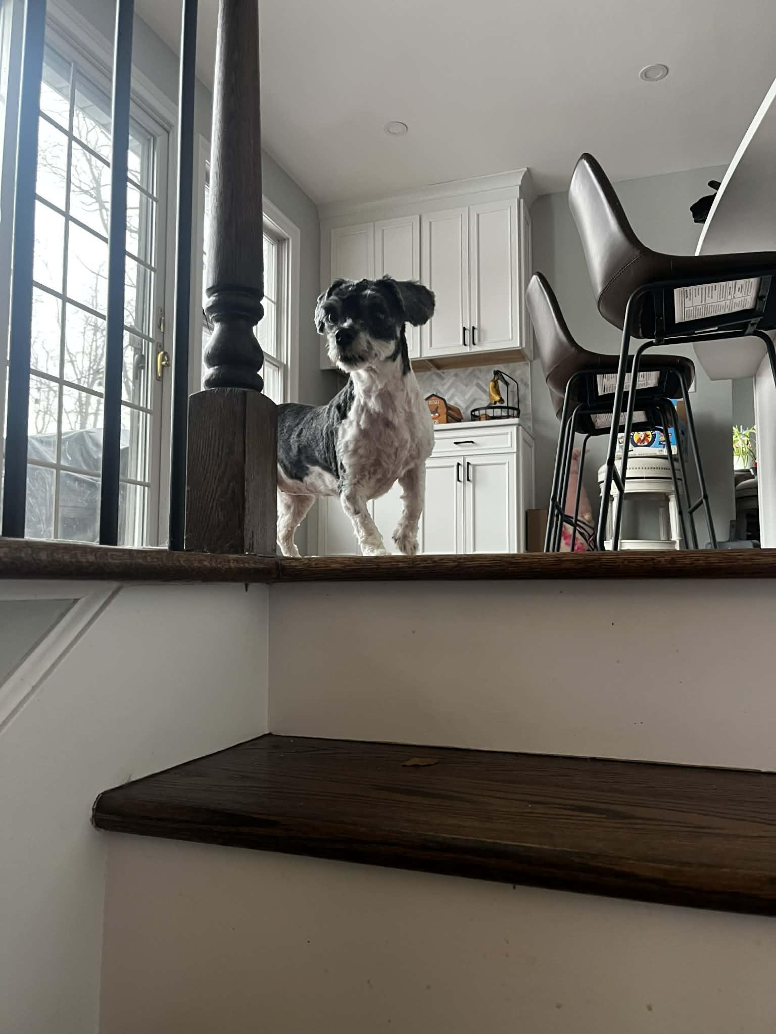 Enlarge Lucy, an adopted Havanese in Middletown, NJ image 2/6