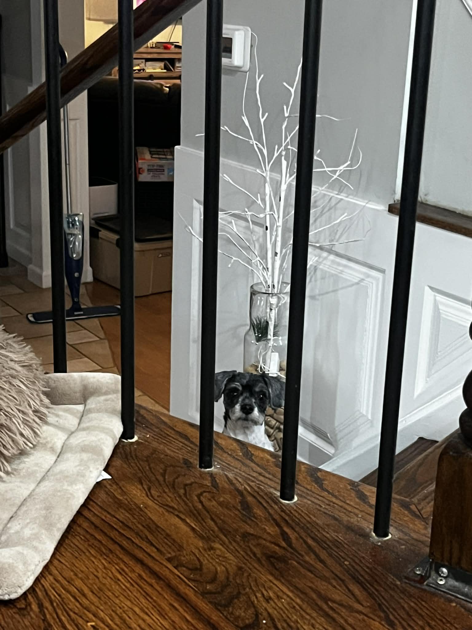 Enlarge Lucy, an adopted Havanese in Middletown, NJ image 4/6