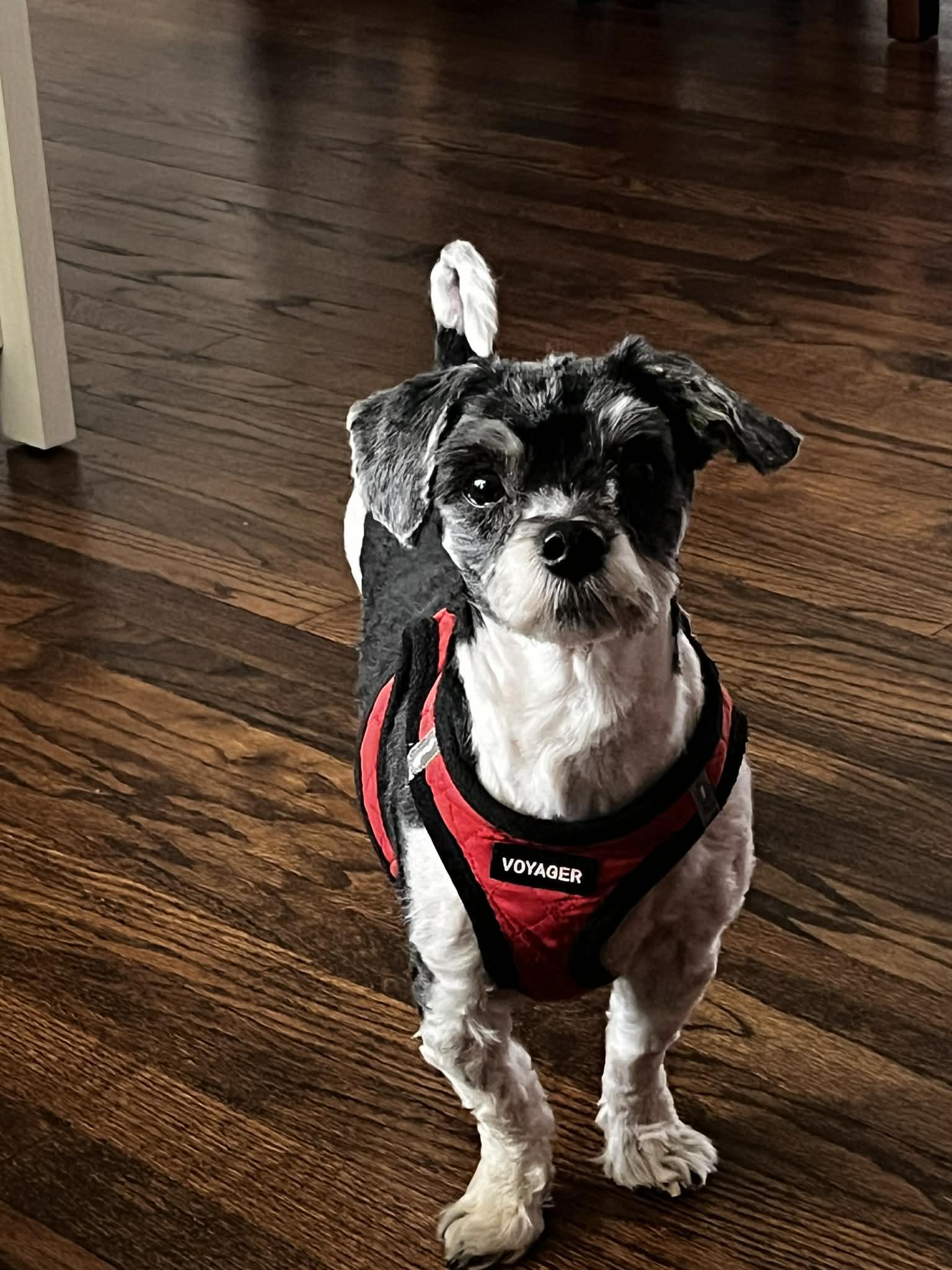 Enlarge Lucy, an adopted Havanese in Middletown, NJ image 1/6