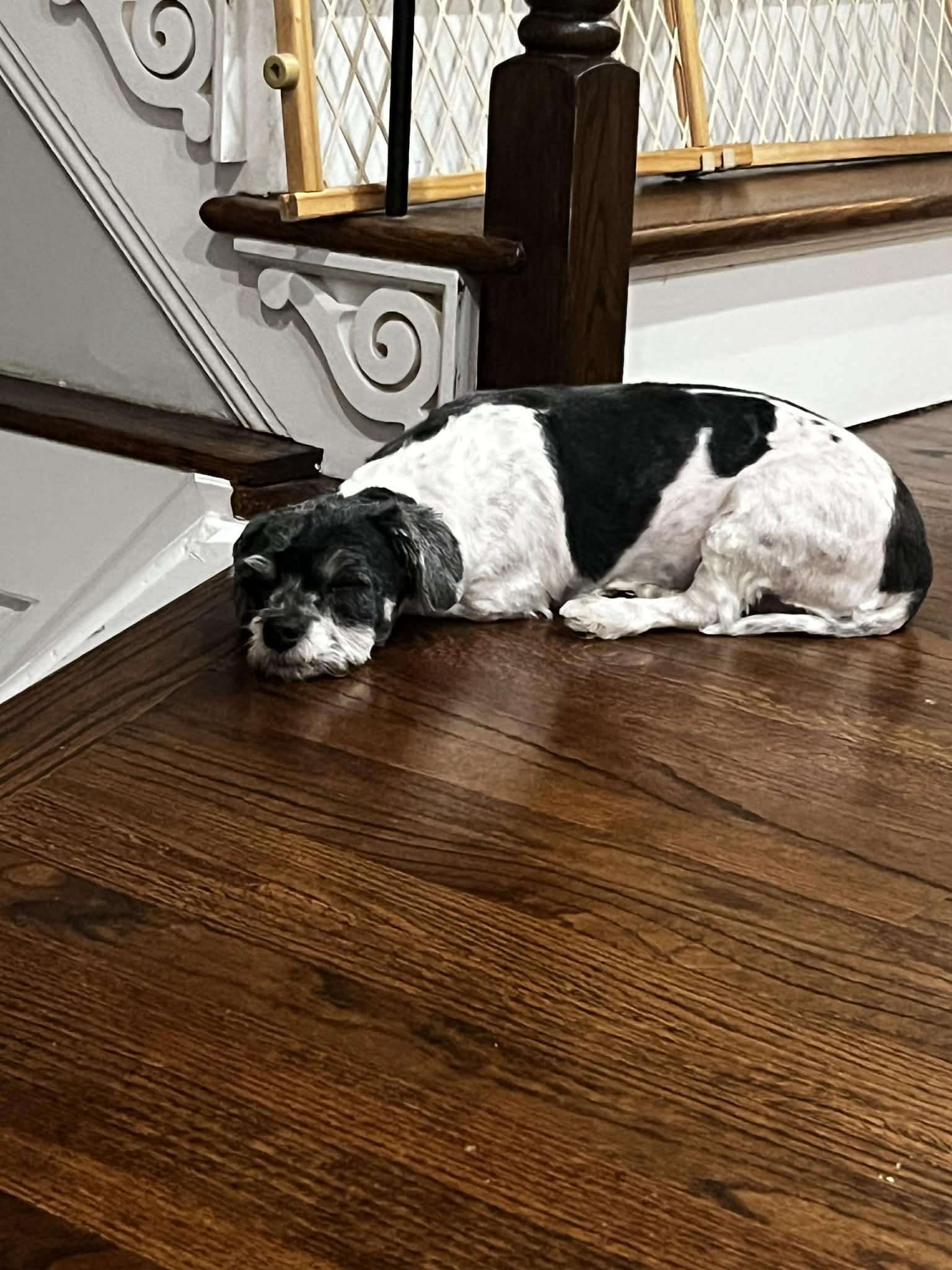 Enlarge Lucy, an adopted Havanese in Middletown, NJ image 6/6