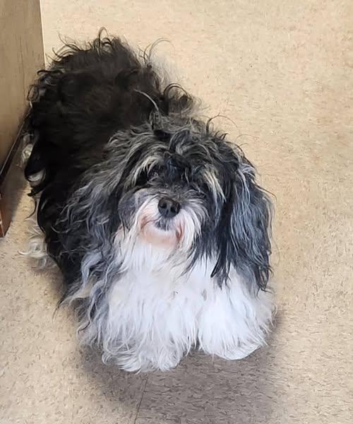 Enlarge Lucy, an adopted Havanese in Middletown, NJ image 5/6