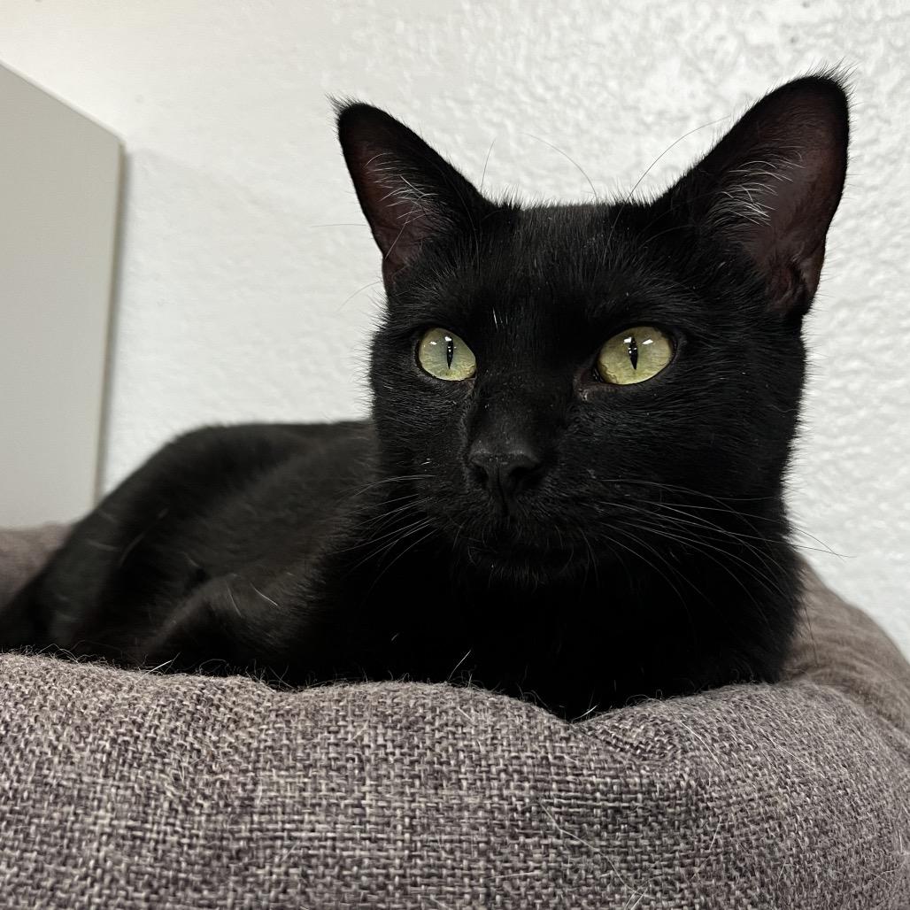 Endora, Adoptable, Adult Female Domestic Short Hair.