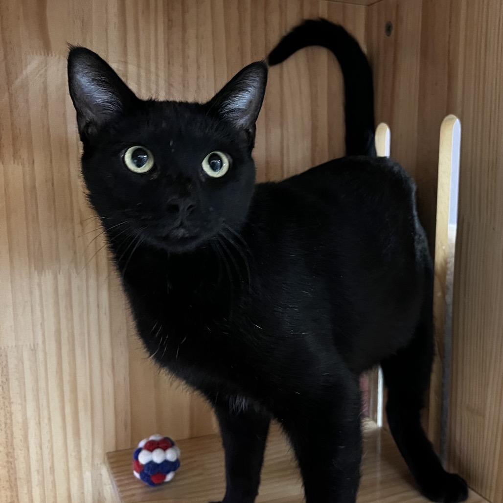 Enlarge Endora, a Adoptable Domestic Short Hair in Yucca Valley, CA image 2/5