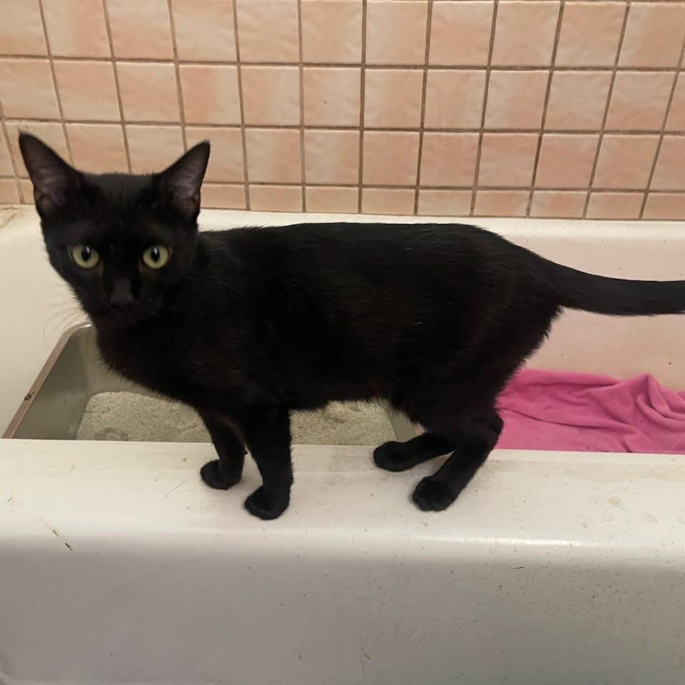 Enlarge Endora, a Adoptable Domestic Short Hair in Yucca Valley, CA image 3/5