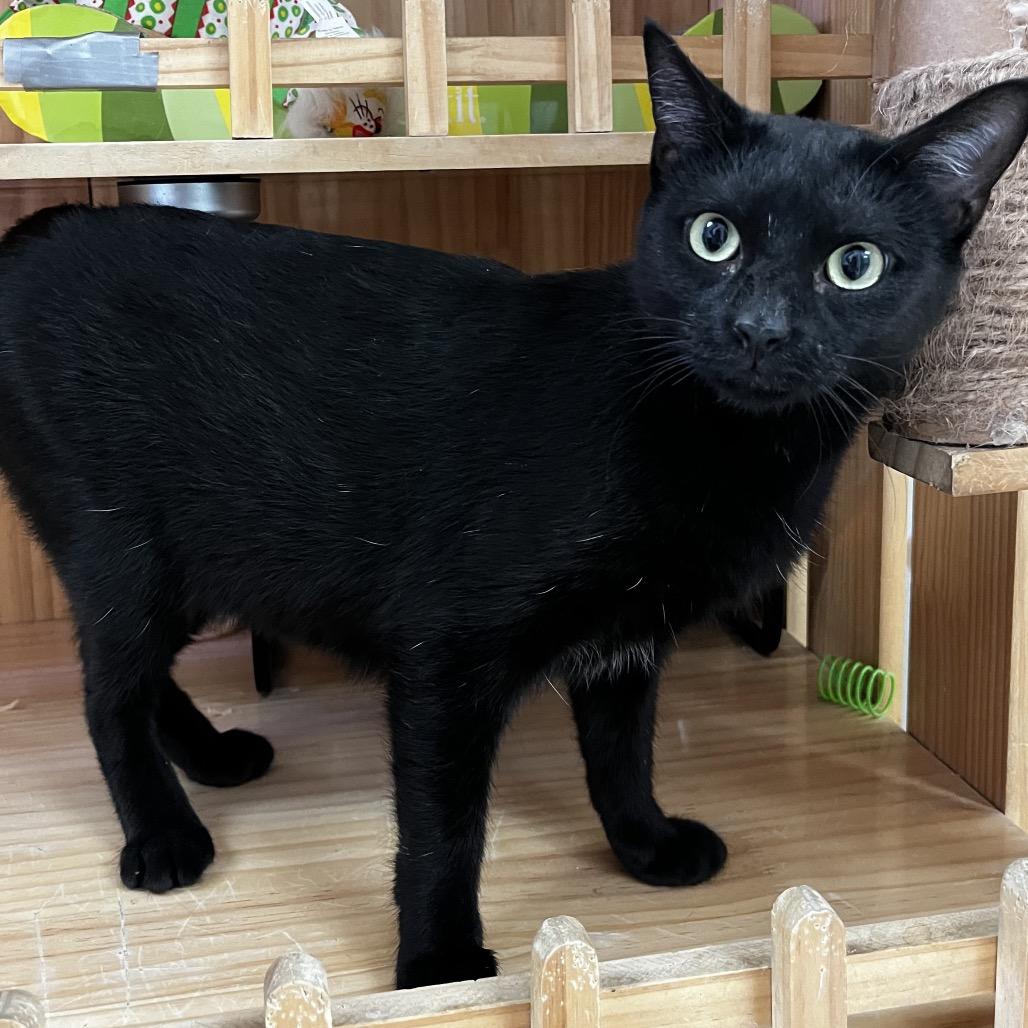 Enlarge Endora, a Adoptable Domestic Short Hair in Yucca Valley, CA image 4/5