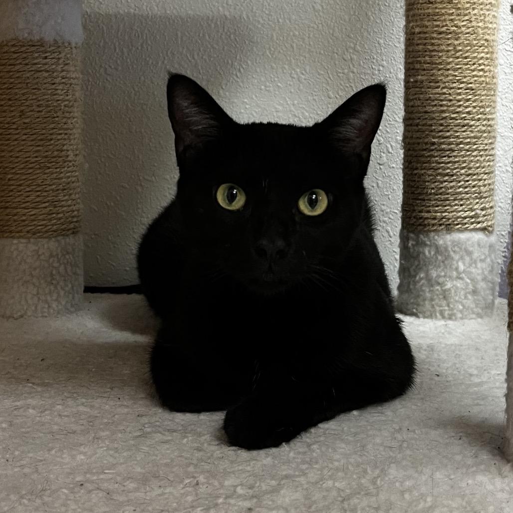 Enlarge Endora, a Adoptable Domestic Short Hair in Yucca Valley, CA image 5/5