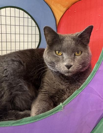 Smokey, ADOPTABLE, Adult Female Domestic Short Hair.