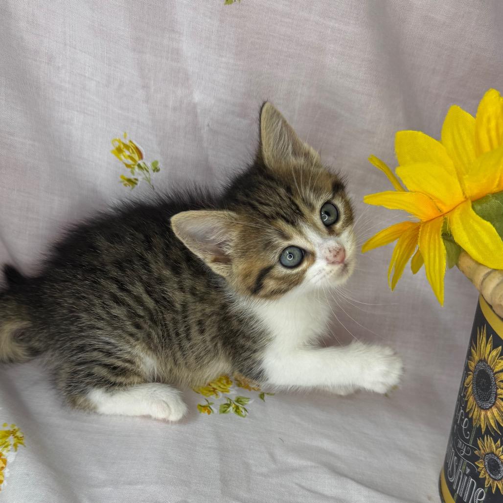 Enlarge Rhea, a Adoptable mixed breed in Mount Vernon, IL image 1/6