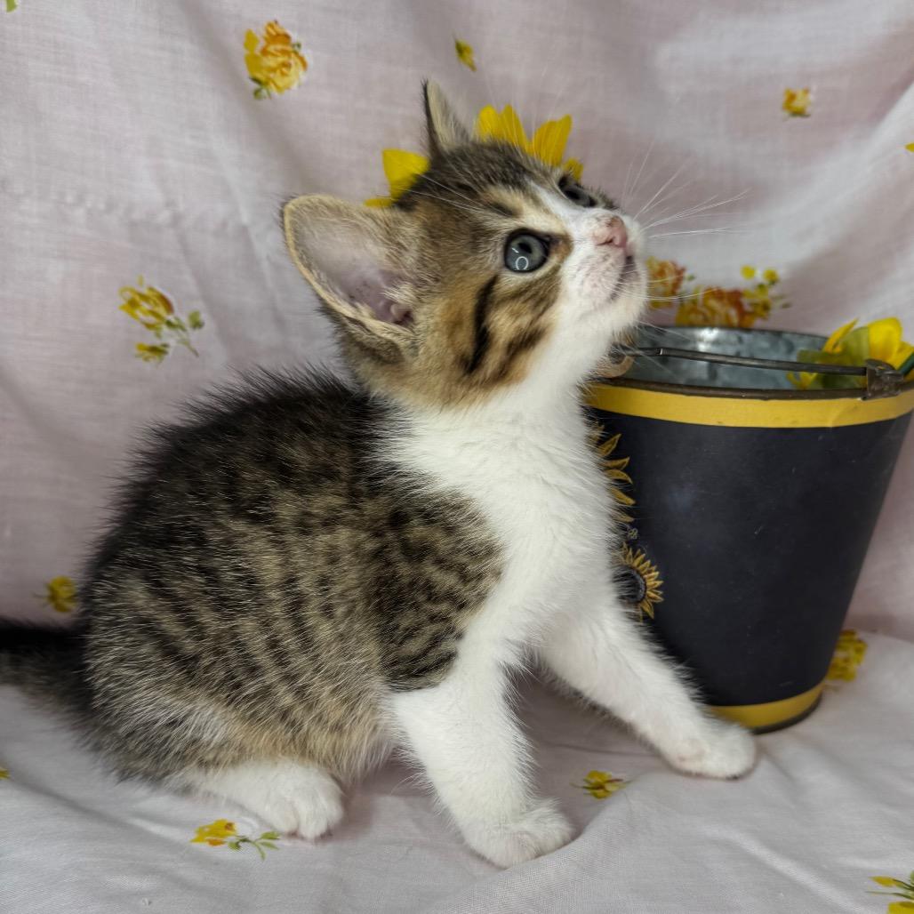 Enlarge Rhea, a Adoptable mixed breed in Mount Vernon, IL image 2/6