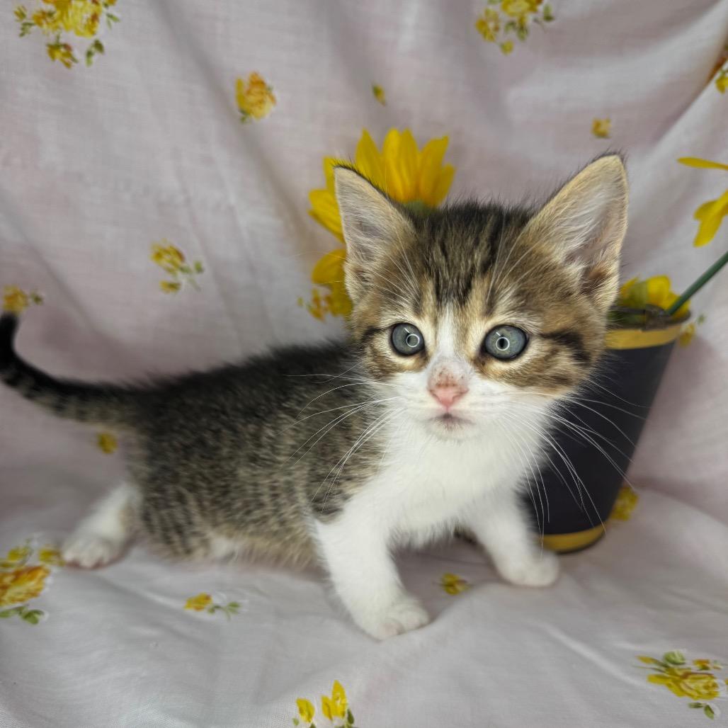 Enlarge Rhea, a Adoptable mixed breed in Mount Vernon, IL image 3/6