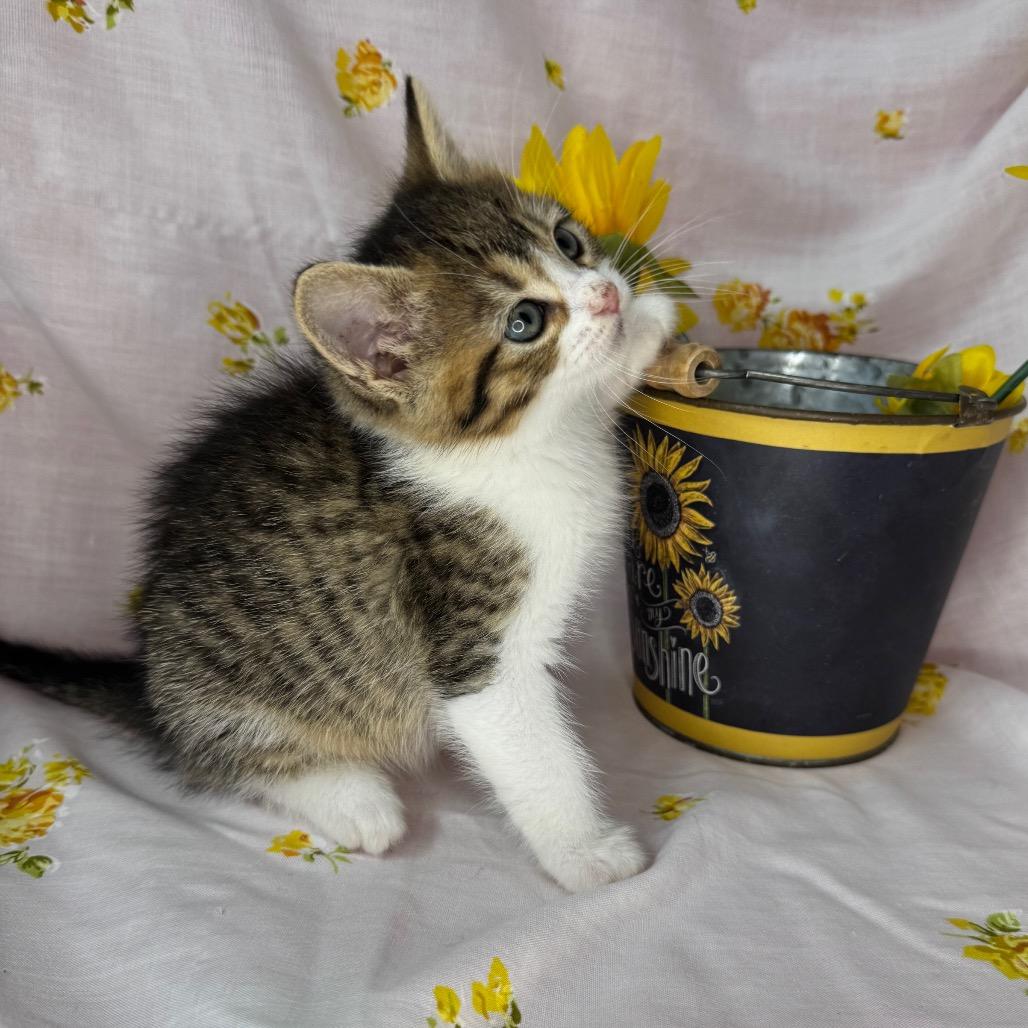 Enlarge Rhea, a Adoptable mixed breed in Mount Vernon, IL image 4/6