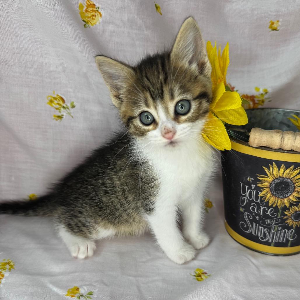 Enlarge Rhea, a Adoptable mixed breed in Mount Vernon, IL image 6/6