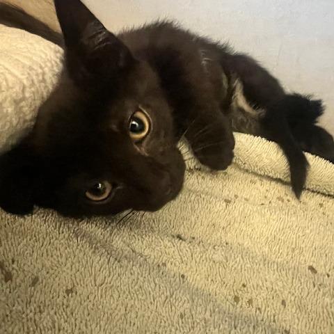 Enlarge Satin, a Adoptable Domestic Short Hair in Dayton, OH image 1/1