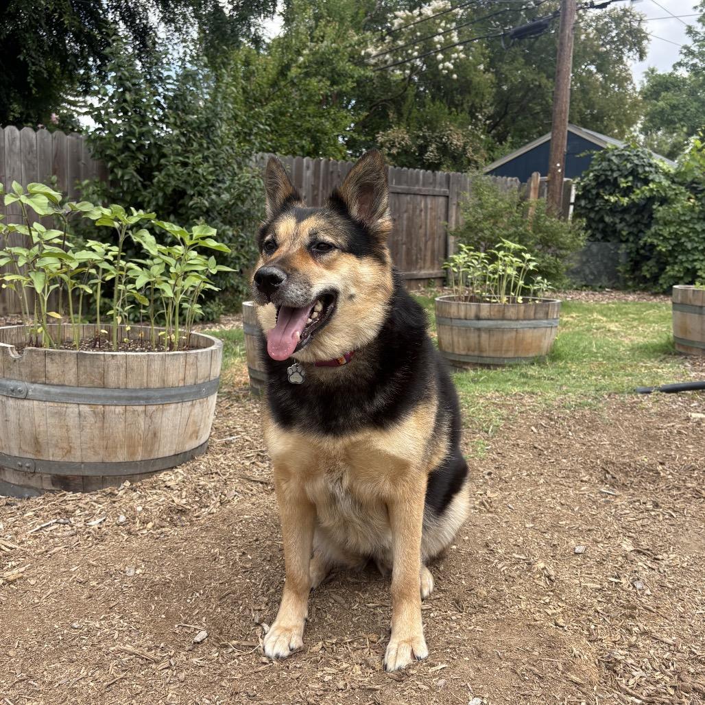 Sasha, Adoptable, Adult Female German Shepherd Dog.