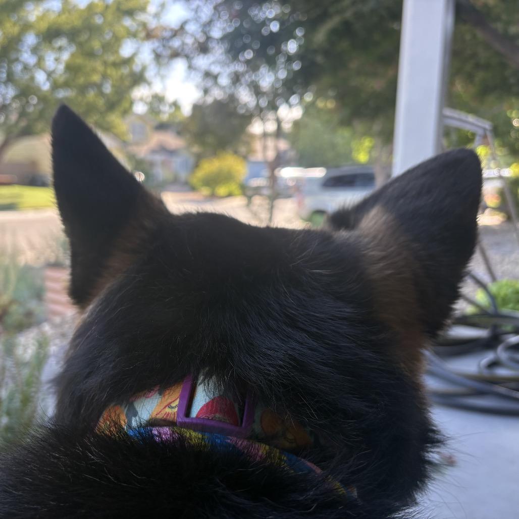 Sasha, a Adoptable German Shepherd Dog in Sacramento, CA image 2/6