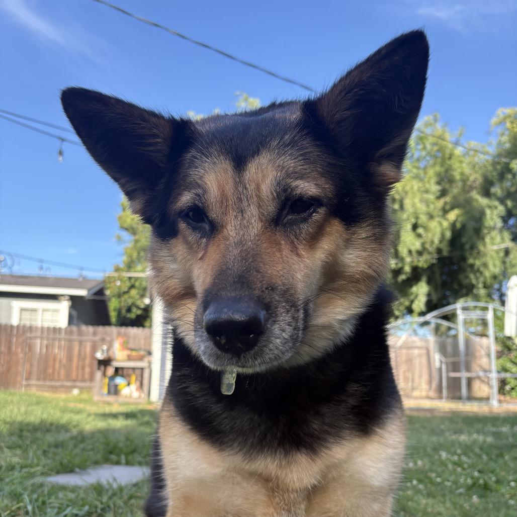 Sasha, a Adoptable German Shepherd Dog in Sacramento, CA image 3/6