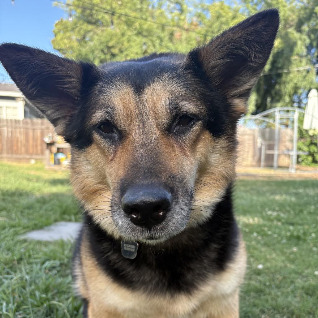 Sasha, a Adoptable German Shepherd Dog in Sacramento, CA image 4/6