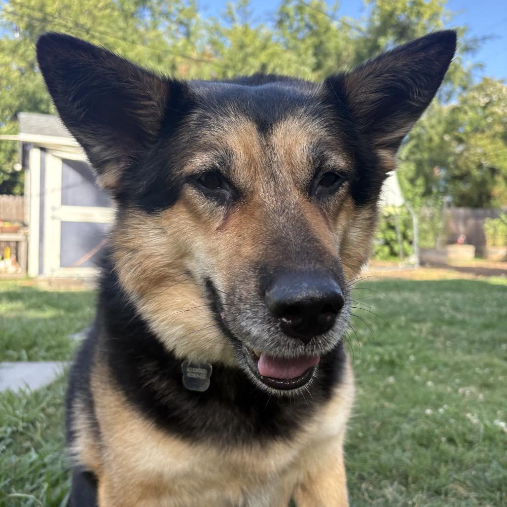 Sasha, a Adoptable German Shepherd Dog in Sacramento, CA image 5/6