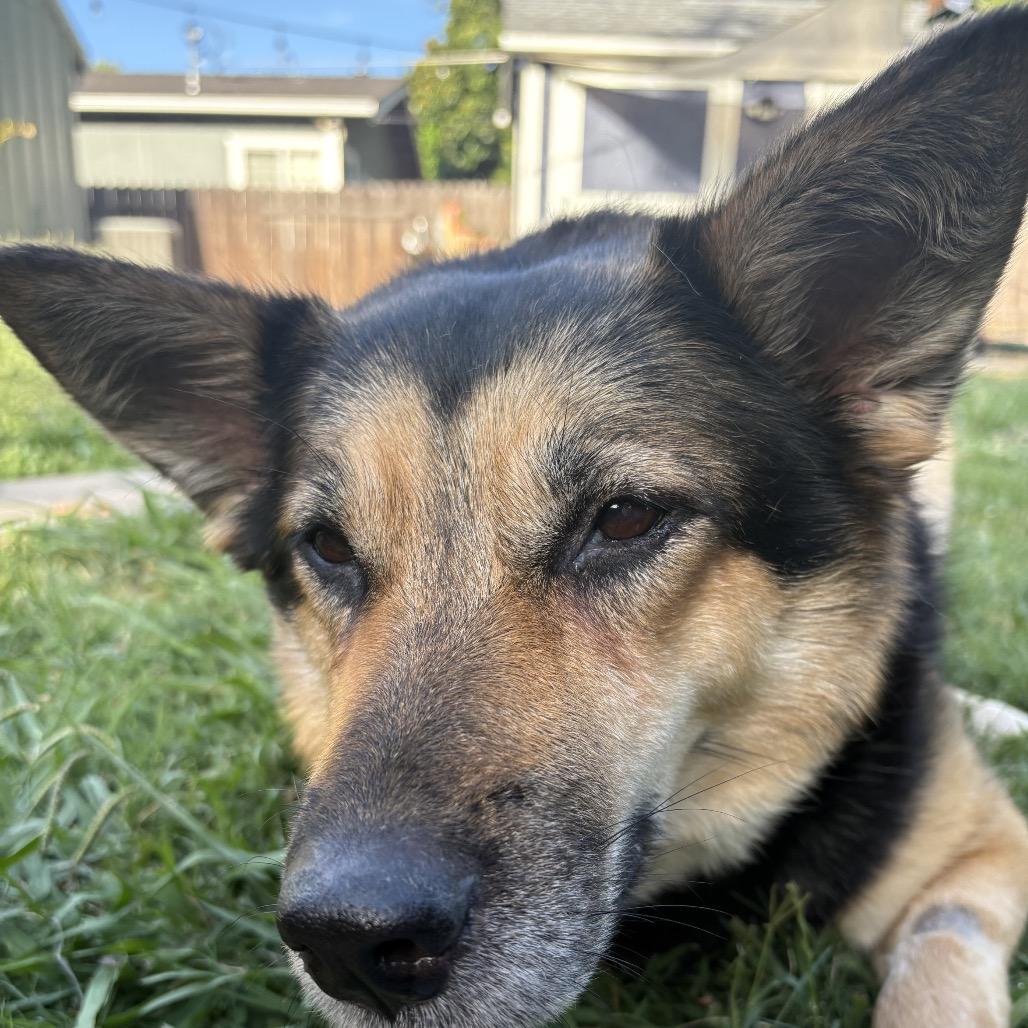 Sasha, a Adoptable German Shepherd Dog in Sacramento, CA image 6/6