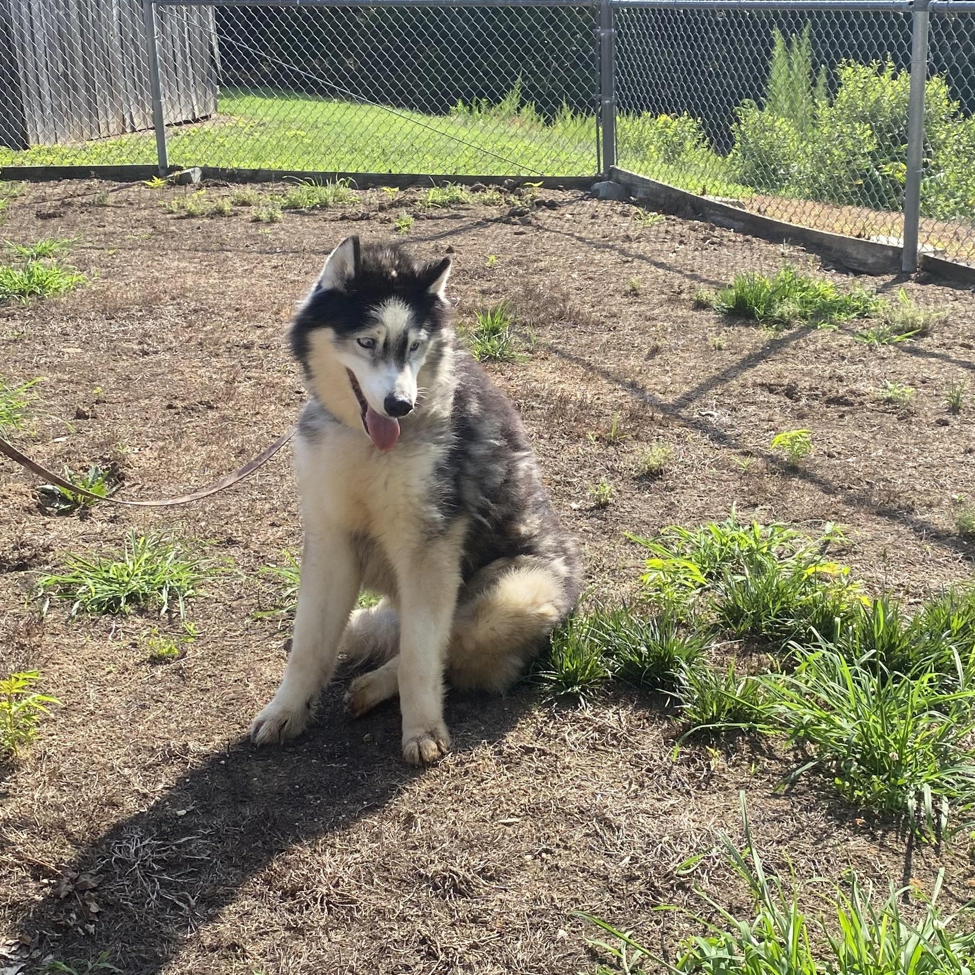 Winter, a ADOPTABLE Husky in King George, VA image 6/6