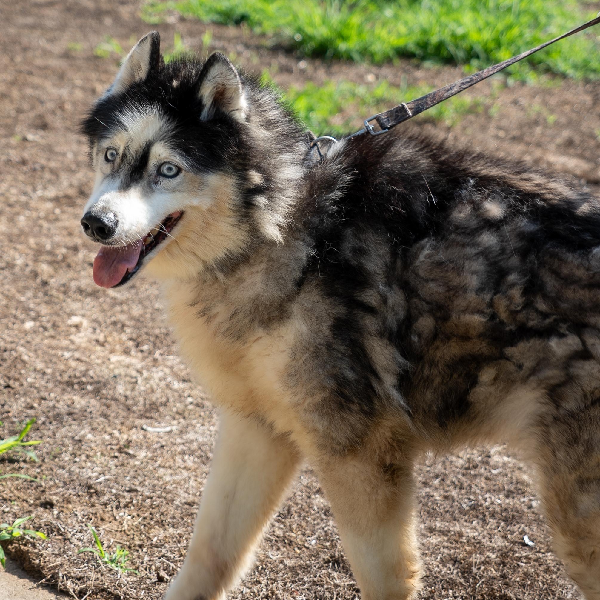 Winter, a ADOPTABLE Husky in King George, VA image 3/6