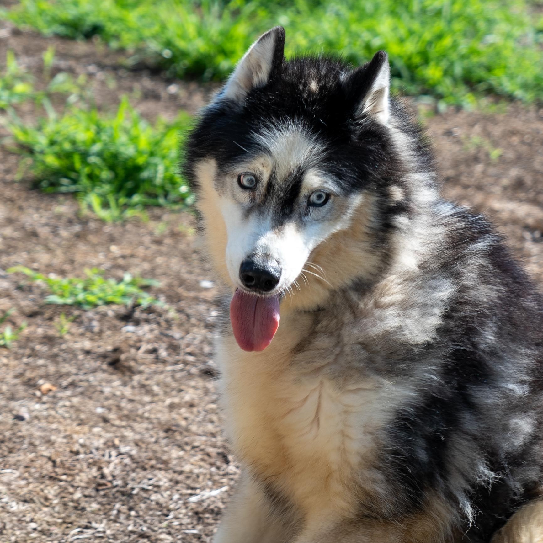 Winter, ADOPTABLE, Adult Male Husky.