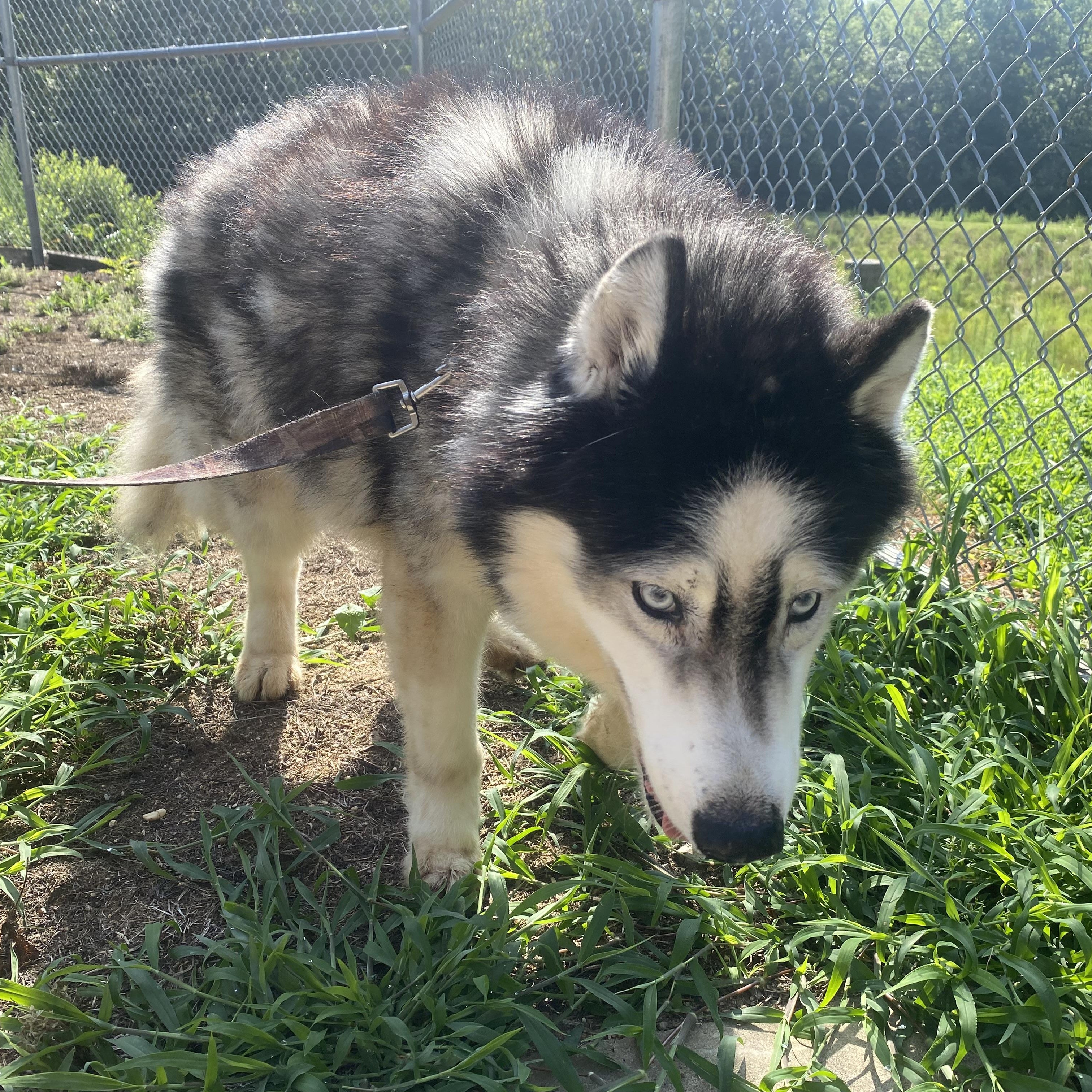 Winter, a ADOPTABLE Husky in King George, VA image 5/6