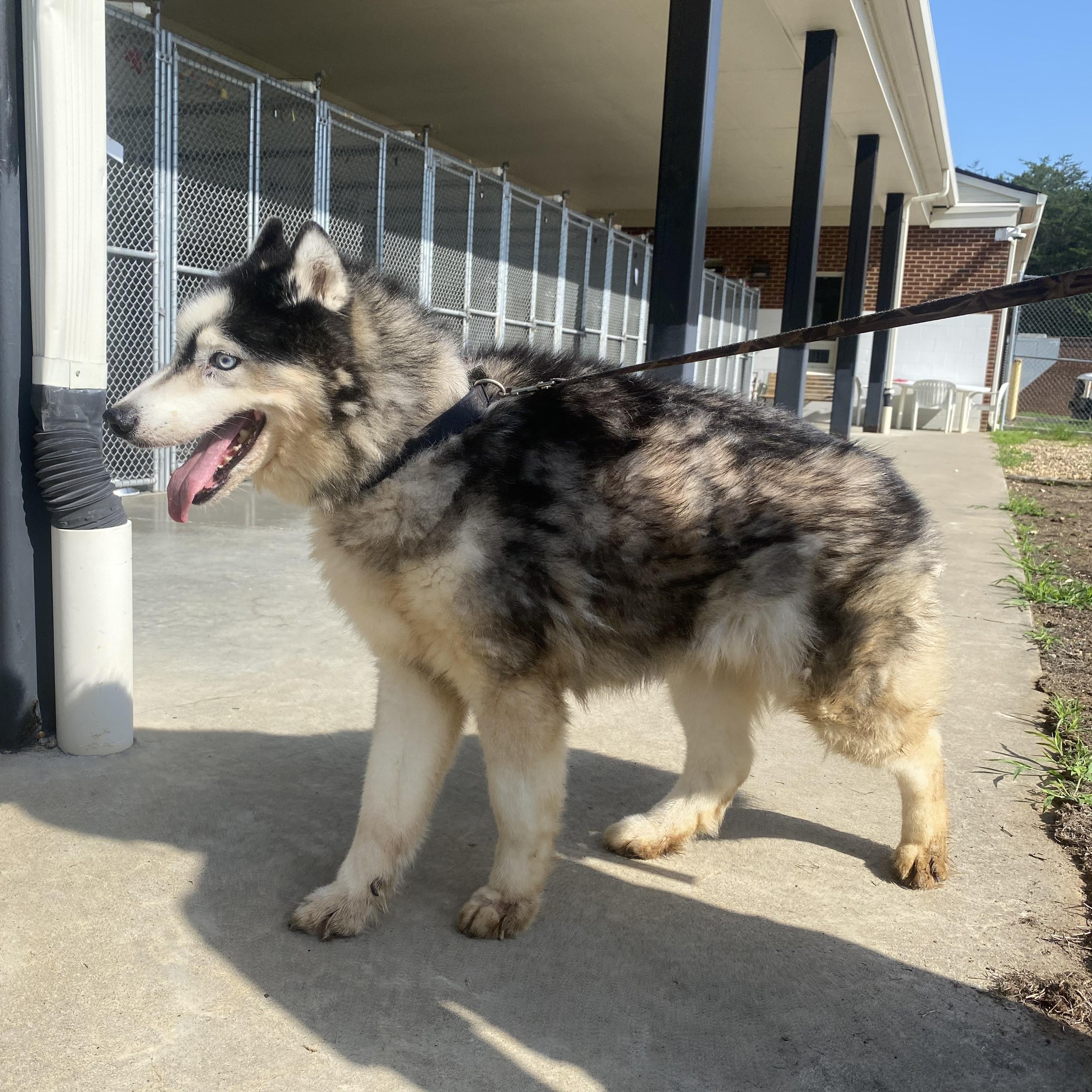 Winter, a ADOPTABLE Husky in King George, VA image 4/6