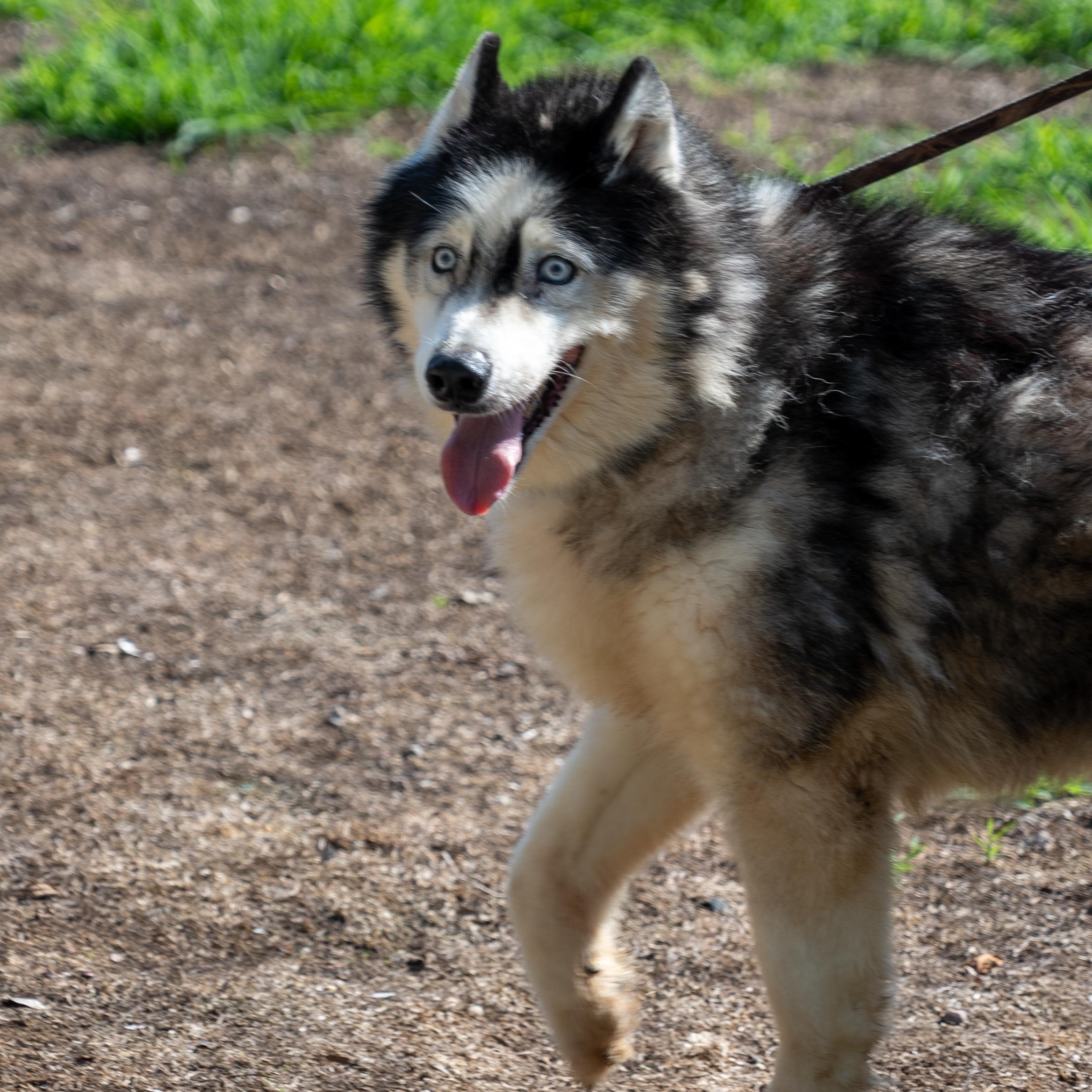 Winter, a ADOPTABLE Husky in King George, VA image 2/6