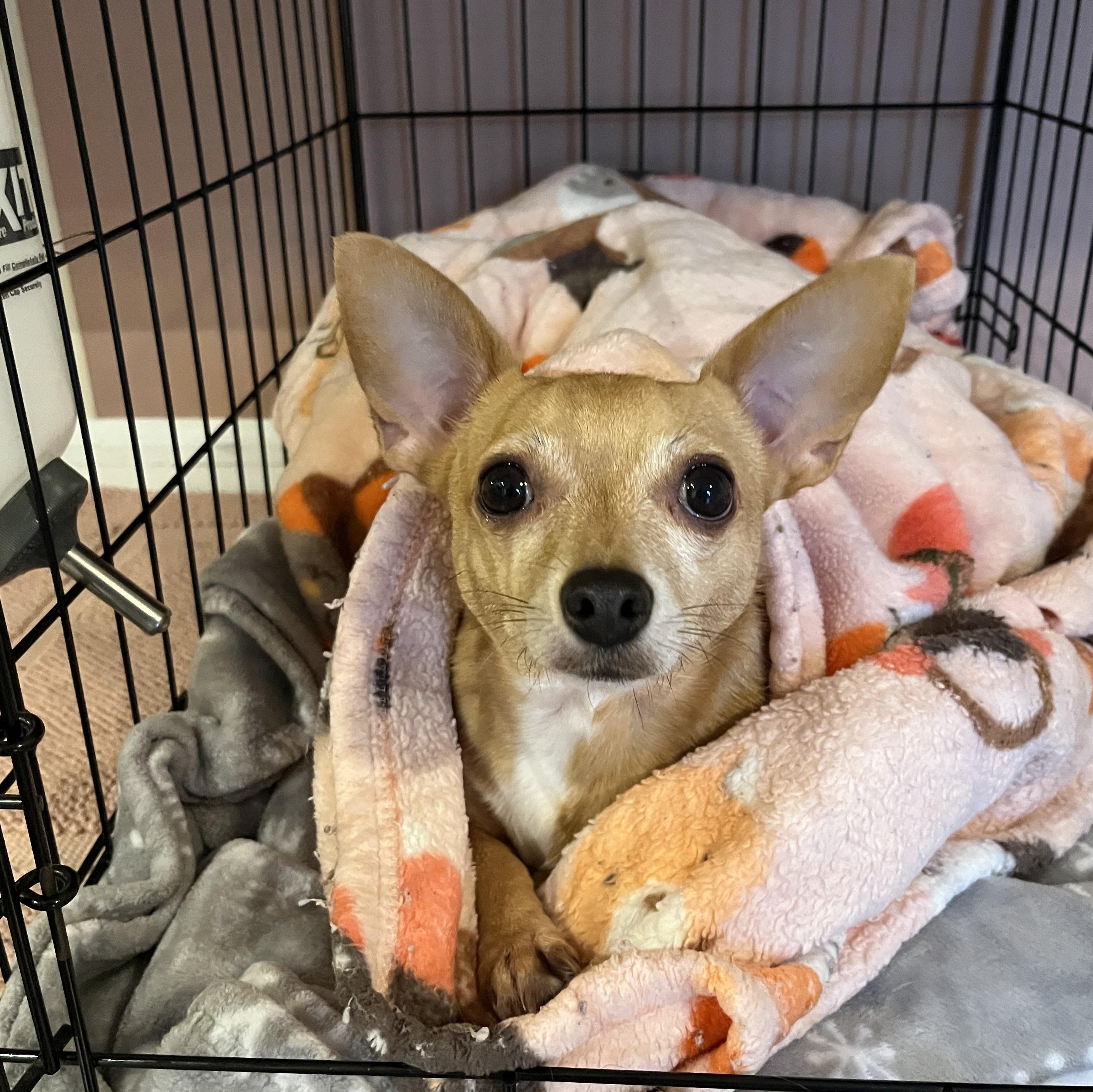 Enlarge Camper, a Adopted Chihuahua in Miamisburg, OH image 3/6