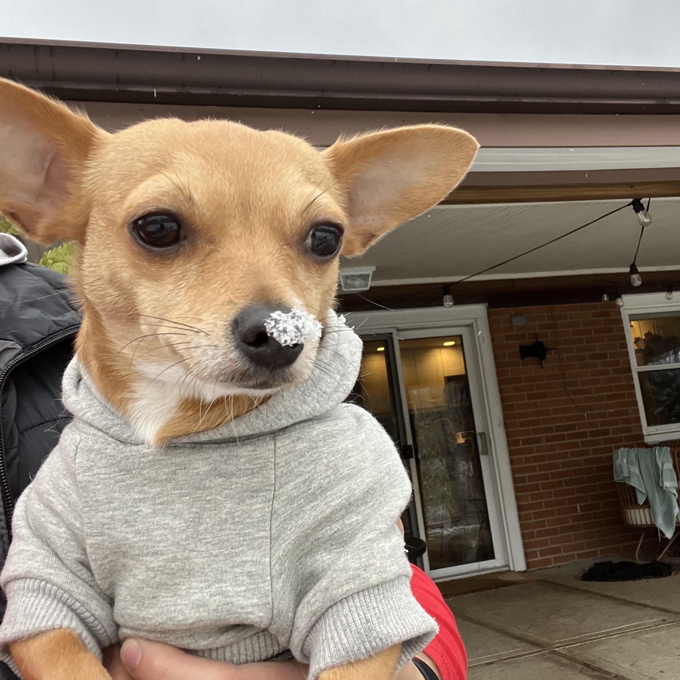 Enlarge Camper, a Adopted Chihuahua in Miamisburg, OH image 5/6