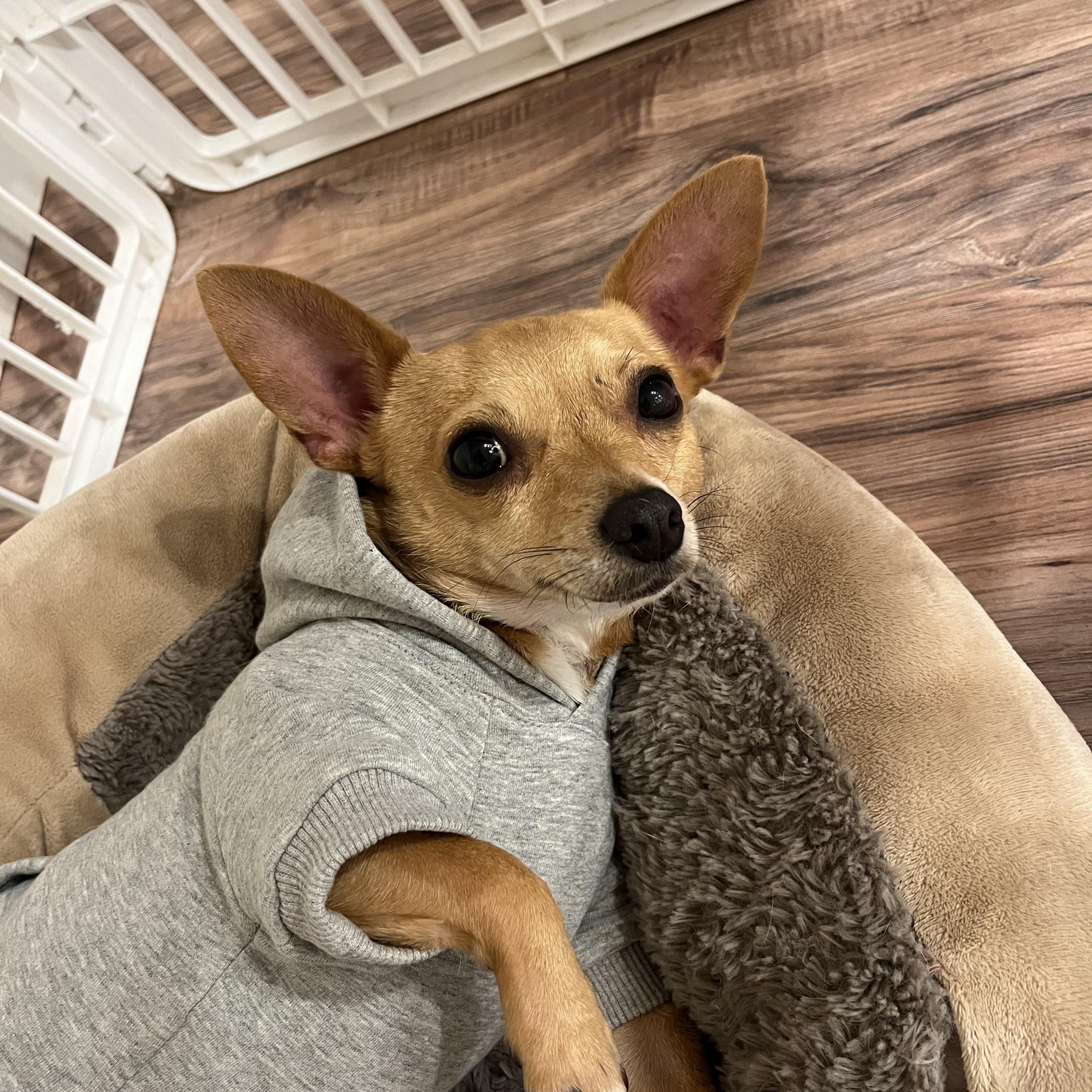 Enlarge Camper, a Adopted Chihuahua in Miamisburg, OH image 2/6