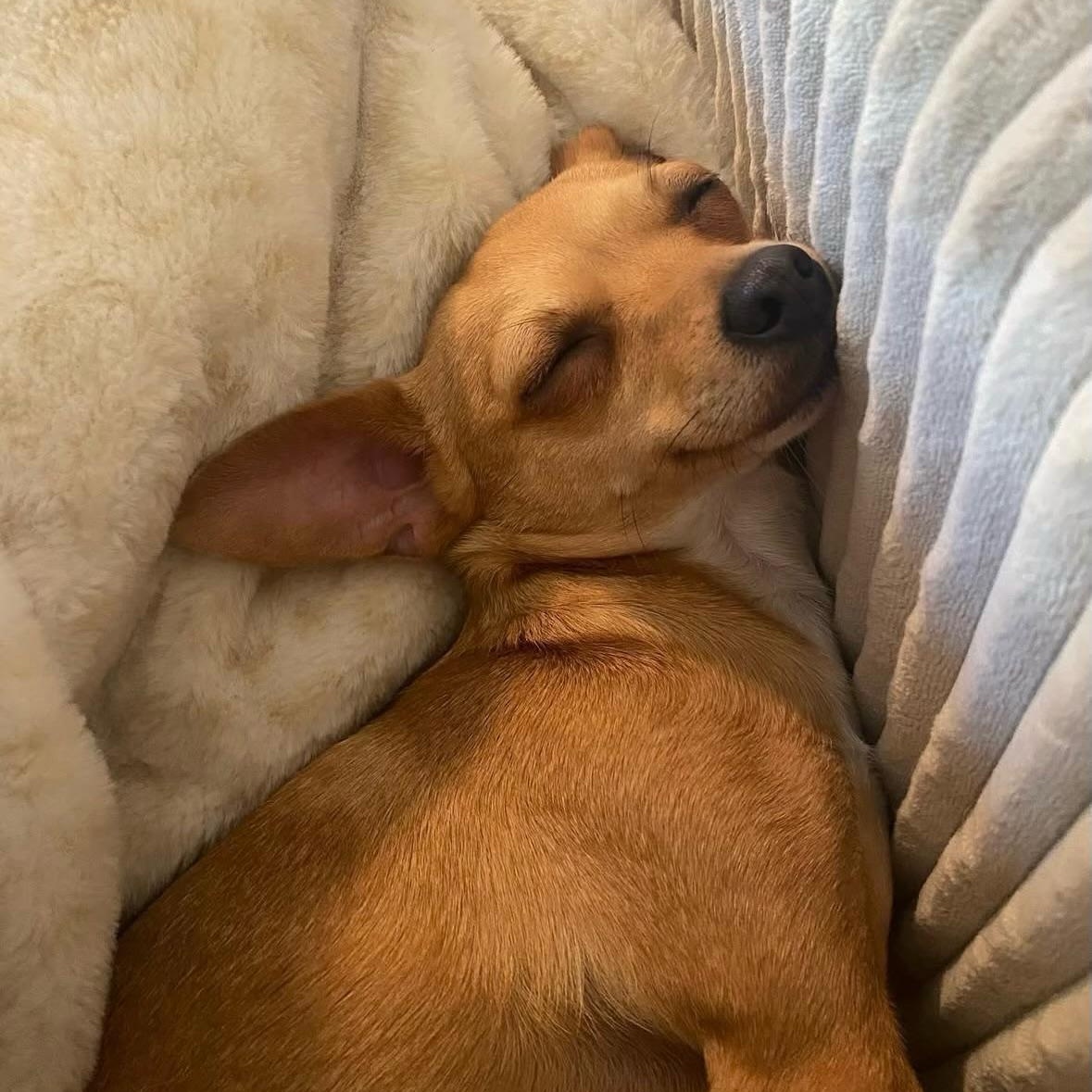 Enlarge Camper, a Adopted Chihuahua in Miamisburg, OH image 6/6