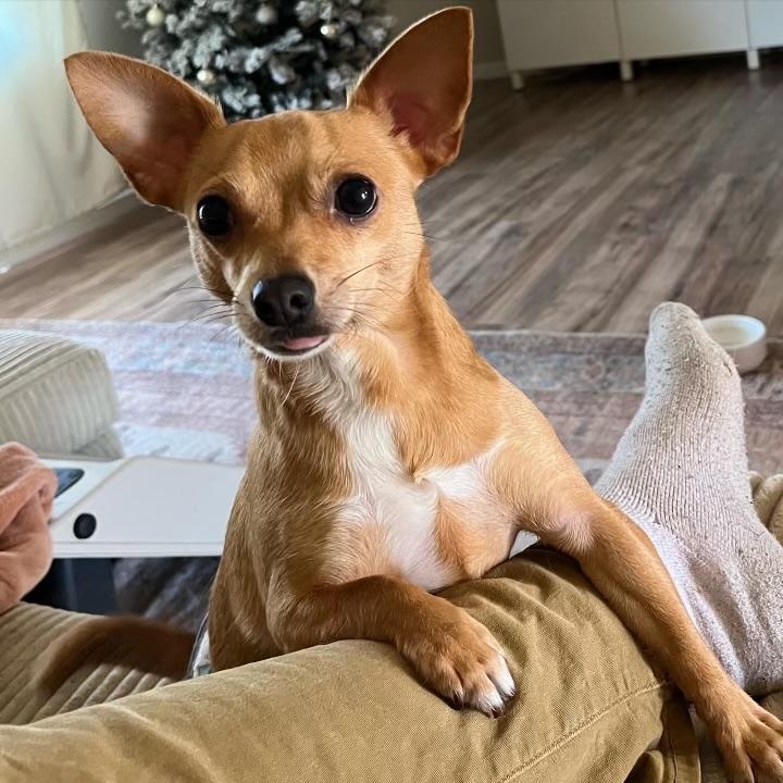 Enlarge Camper, a Adopted Chihuahua in Miamisburg, OH image 4/6