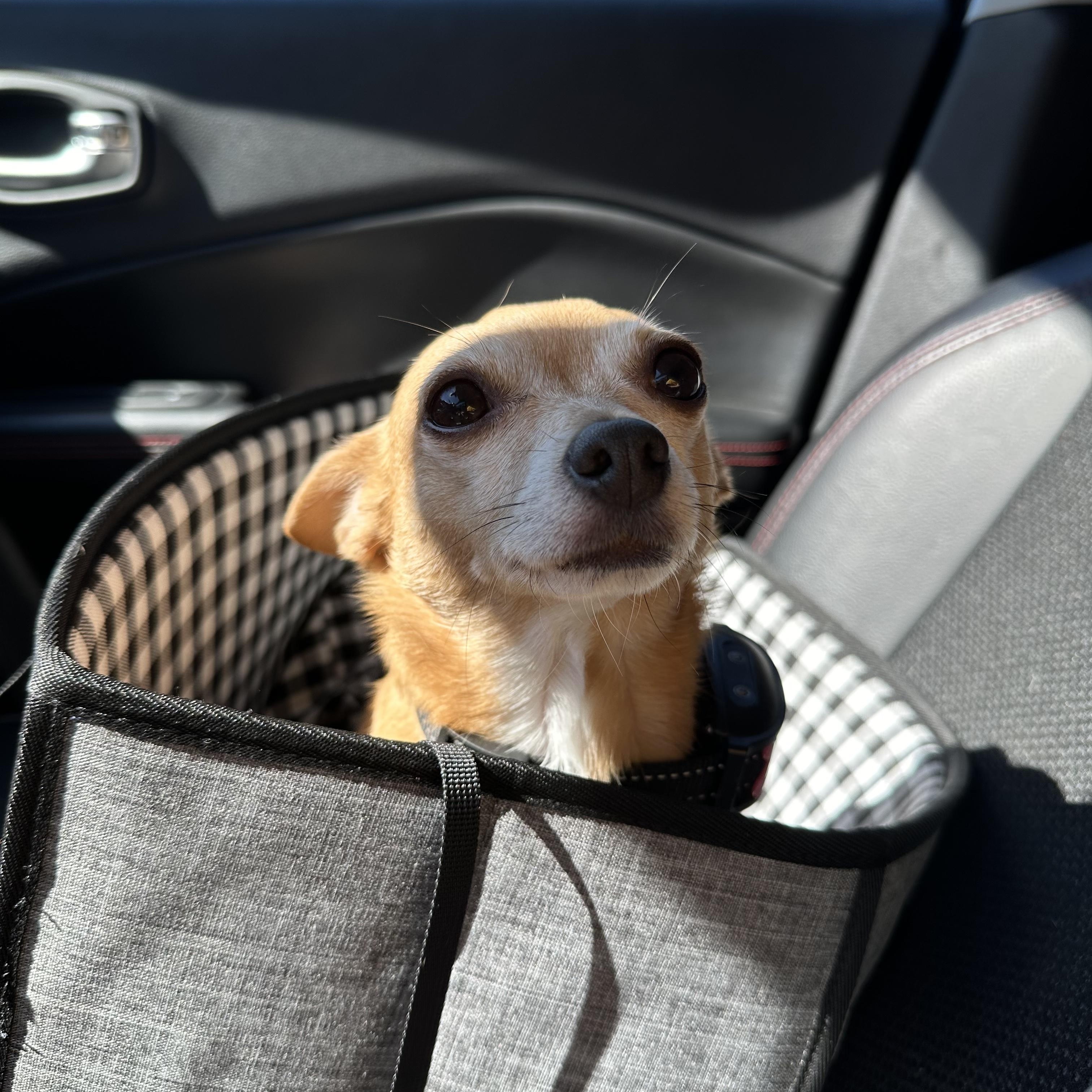 Camper, Adopted, Adult Male Chihuahua.