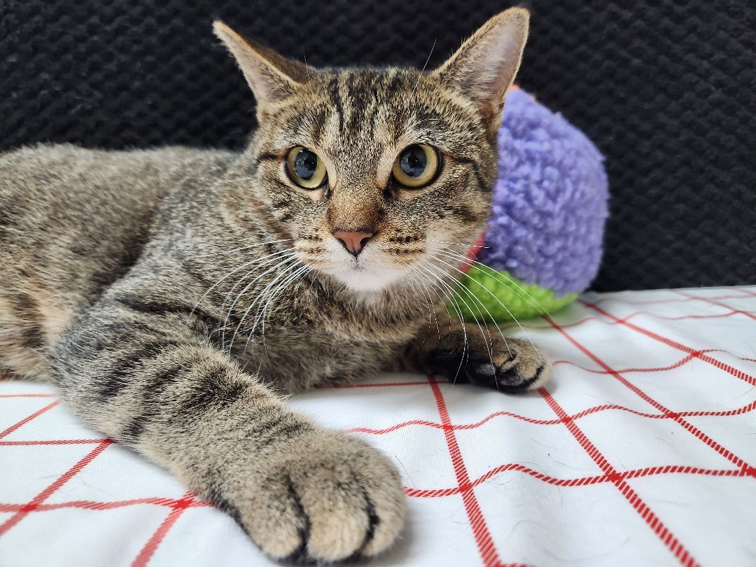 Japanese Maple, a Adoptable Domestic Short Hair in Hawk Point, MO image 1/4