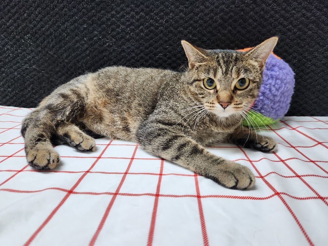 Japanese Maple, a Adoptable Domestic Short Hair in Hawk Point, MO image 2/4