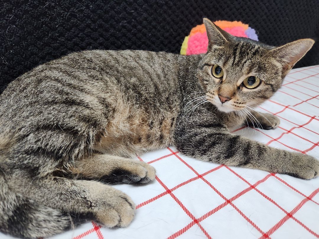 Japanese Maple, a Adoptable Domestic Short Hair in Hawk Point, MO image 3/4