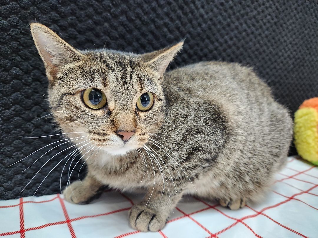 Japanese Maple, a Adoptable Domestic Short Hair in Hawk Point, MO image 4/4