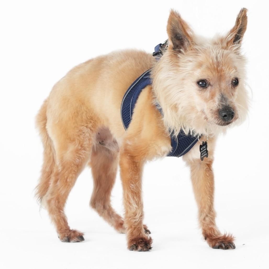 Enlarge Dude 13963, a Adoptable Yorkshire Terrier in San Francisco, CA image 1/6