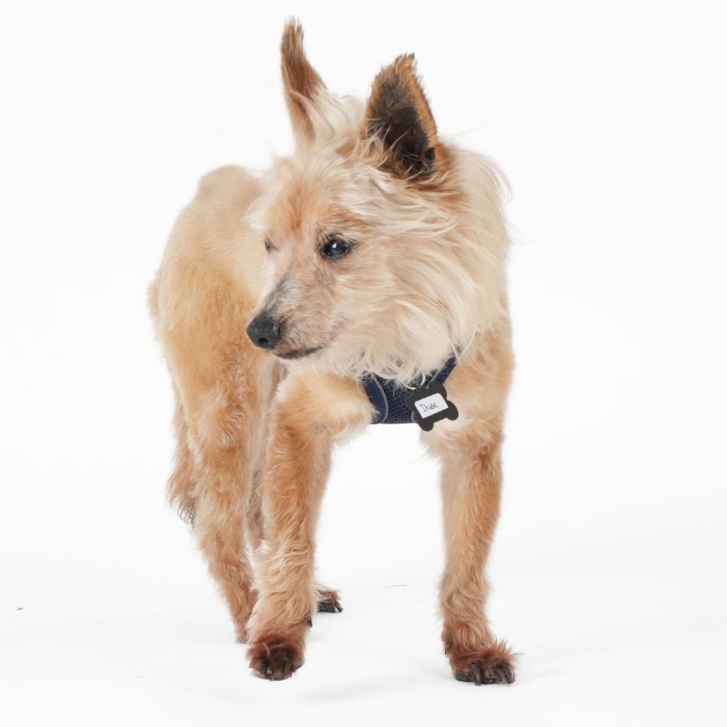 Enlarge Dude 13963, a Adoptable Yorkshire Terrier in San Francisco, CA image 2/6