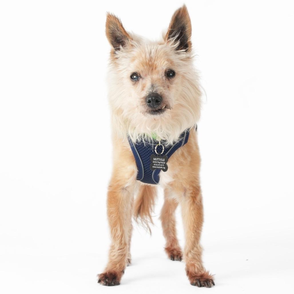 Enlarge Dude 13963, a Adoptable Yorkshire Terrier in San Francisco, CA image 3/6