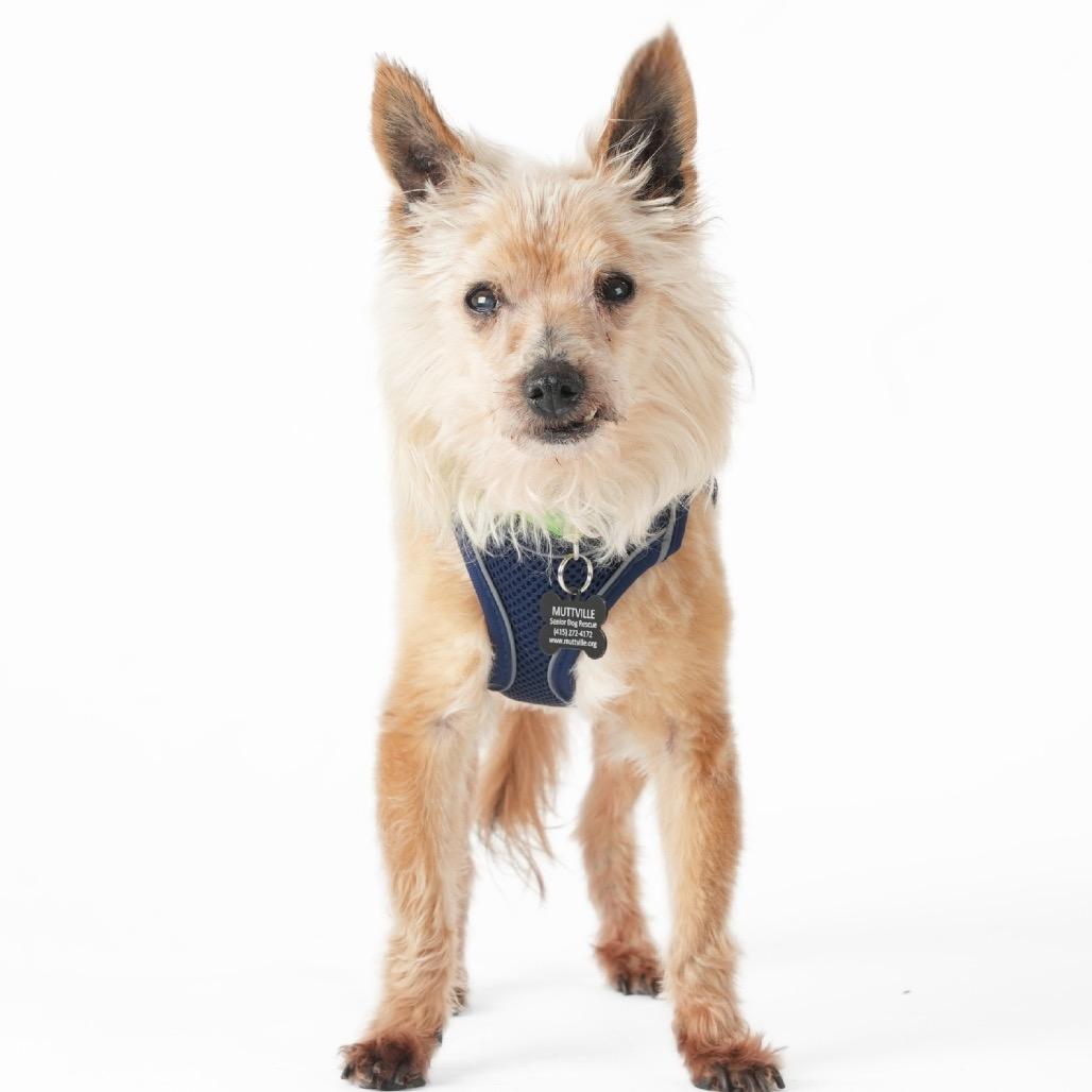 Enlarge Dude 13963, a Adoptable Yorkshire Terrier in San Francisco, CA image 3/6