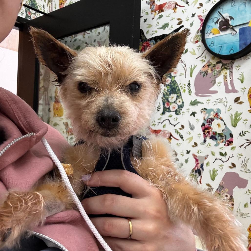 Enlarge Dude 13963, a Adoptable Yorkshire Terrier in San Francisco, CA image 4/6