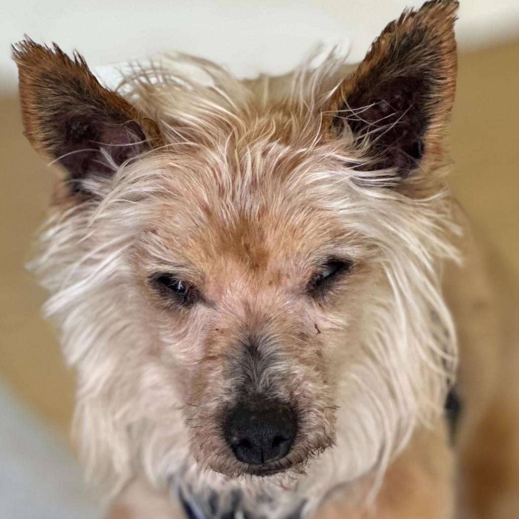 Enlarge Dude 13963, a Adoptable Yorkshire Terrier in San Francisco, CA image 4/6