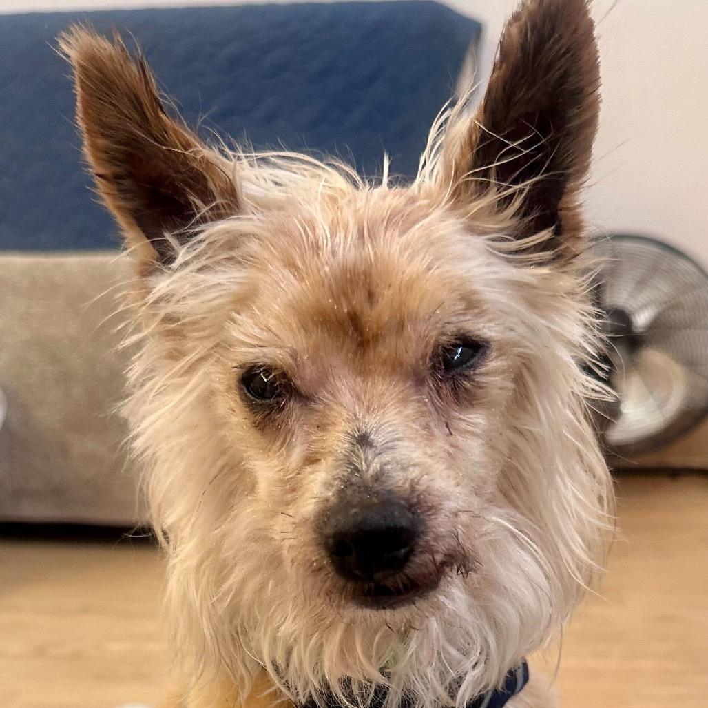 Enlarge Dude 13963, a Adoptable Yorkshire Terrier in San Francisco, CA image 5/6